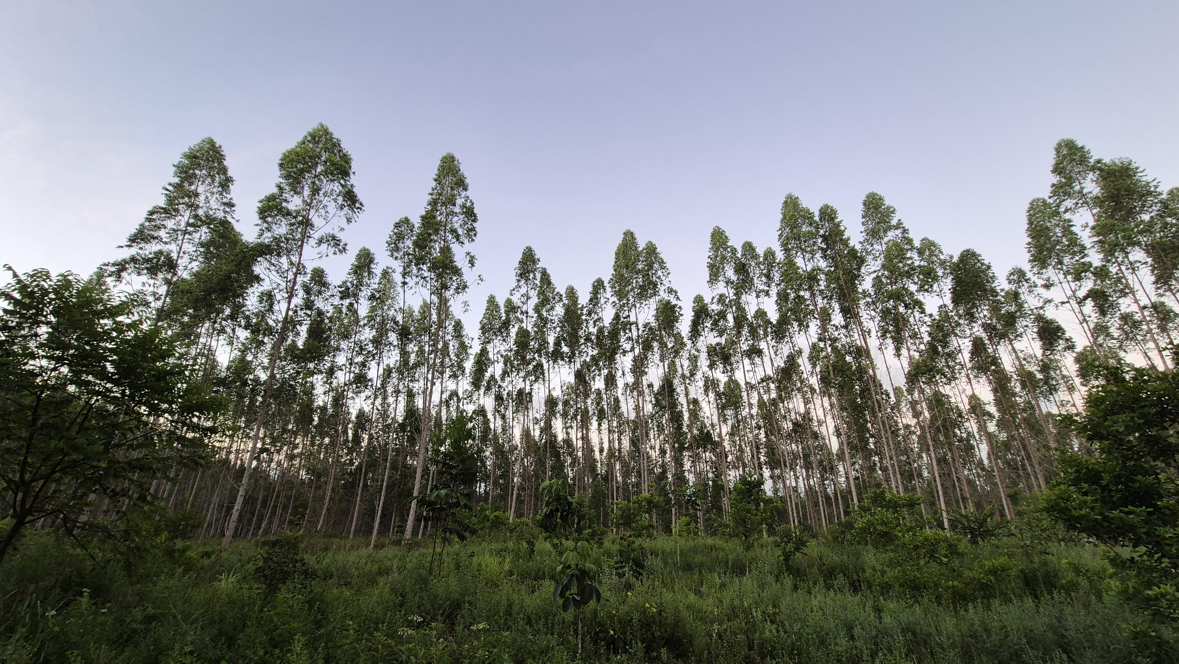 Compromisso com as futuras gerações: Setor brasileiro de árvores cultivadas planta 2,2 milhões de mudas por dia